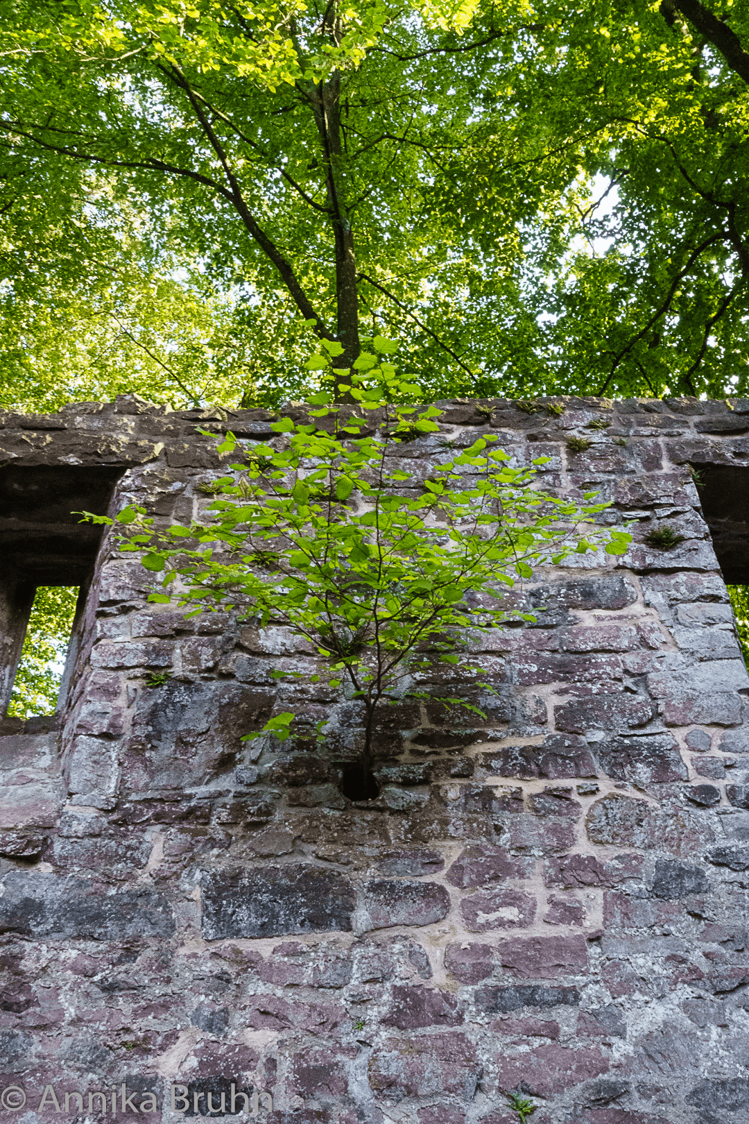 Kleiner Baum wäckst aus der Wand